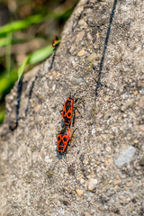 Firebugs (pyrrhocoridae) romance in the spring time on the rocks
