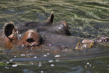 Hippo. Floating in the water a large animal living in Africa