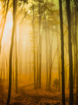 Fototapeta Foggy morning in the forest