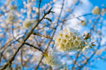Cherry Blossom