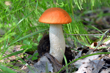 Mushroom in the forest