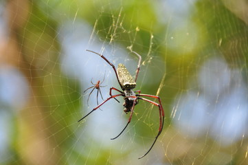Tropical nicely colored with a spider on the network. Indonesia. Java.