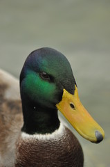 Mallard Duck. Wild bird floating on the lake. Portrait of the animal.