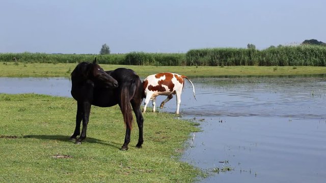 Farm in the countryside, a large number of animals in the forefront of the horses.