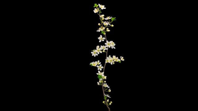 Wild plum flower isolated /Wild plum flower blossoming with isolated background, encoded with photo-png