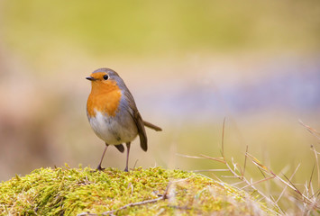 Robin. erithacus rubecula