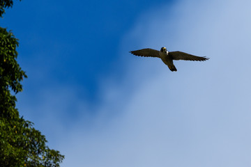 ハヤブサ　飛翔