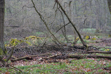 Frühling im Laubwald 