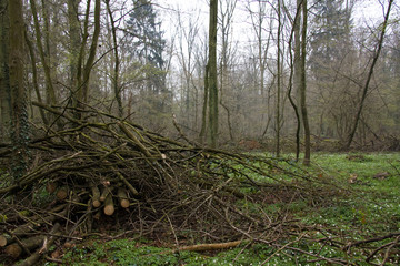 Reisighaufen im Laubwald 