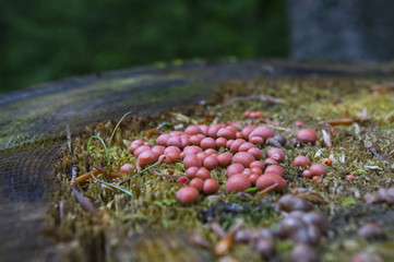 Petits champignons sur une souche