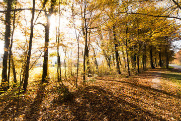 Spazierweg, Bäume und Laub im Herbst