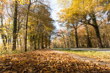 Spazierweg, Bäume und Laub im Herbst