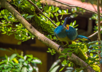 Great Blue Turaco