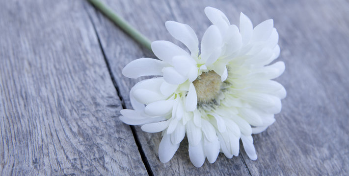 marguerite