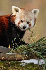 Fototapeta premium Kleiner Roter Panda, Ailurus fulgens , isst Bambus