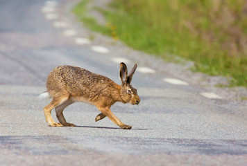Obraz premium European hare