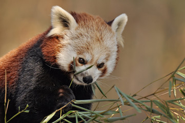 Kleiner Roter Panda, Ailurus fulgens