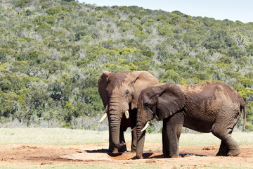 Fototapeta na wymiar Two Bush Elephants drinking water