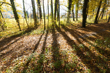 Spazierweg, Bäume und Laub im Herbst, Schatten