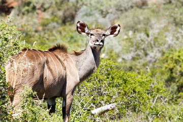 Female kudu looking over her shoulder at the camera
