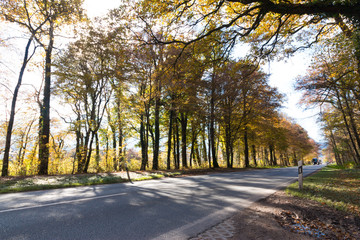 Fototapeta premium Straße, Bäume und Laub im Herbst