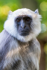 the Hanuman langur