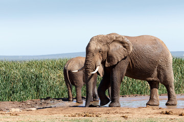 Fototapeta na wymiar Bush Elephant slurping up some water
