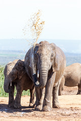 Bush Elephant having a mud bath