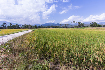 golden rice field in thailand