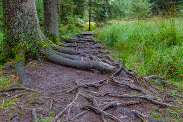 an footpath in the forest