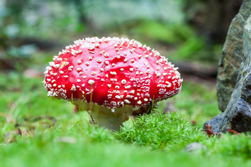 an fly agaric