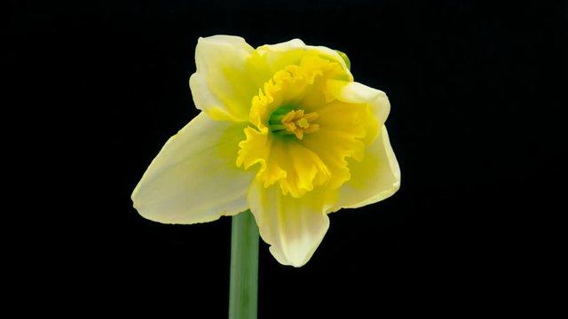 Daffodil flower blossoming cut out timelapse / Daffodil (narcissus) blossoming timelapse cut out, encoded with photo png, transparent background