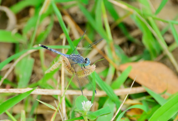 dragonfly