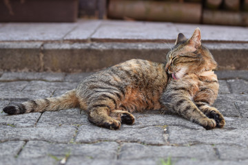 Hauskatze bei der Fellpflege