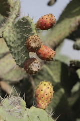 kolorowy kaktus - owoce opuncji