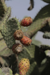 kolorowy kaktus - owoce opuncji