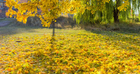 Naklejka premium Lawn is covered with fallen maple leaves