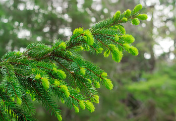 Branch of spruce with young shoots closeup