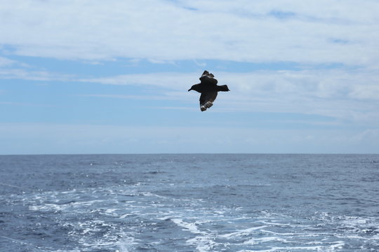 oiseau de mer en vol
