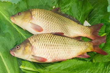 Two carps on the green leaves