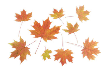 Naklejka na ściany i meble Autumn leaves of maple on a light background