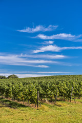 Fototapeta na wymiar Bordeaux Vineyard, Sunrise-France, Aquitaine, Gironde