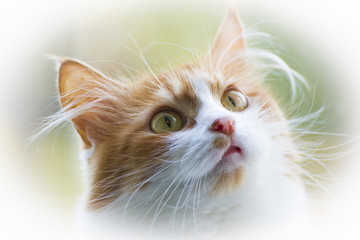Beautiful red cat at home early in the morning.