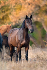 Fototapeta na wymiar Bay horse portrait in herd against autumn forest background