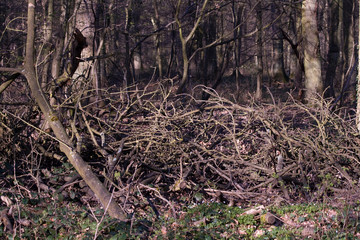 Reisighaufen im Frühlingswald