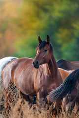 Obraz premium Bay horse portrait in herd against autumn forest background