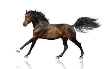 Fototapeta na wymiar Bay horse run gallop isolated on white background