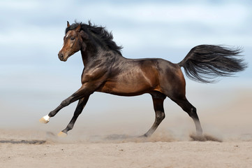 Fototapeta na wymiar Beautiful horse run gallop in sandy field
