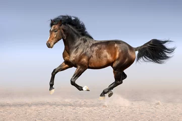 Rolgordijnen Beautiful horse run gallop in sandy field © kwadrat70