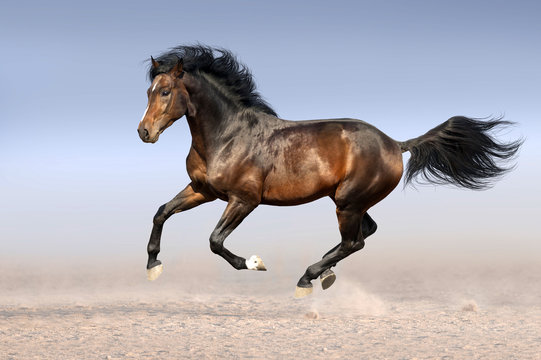Beautiful horse run gallop in sandy field